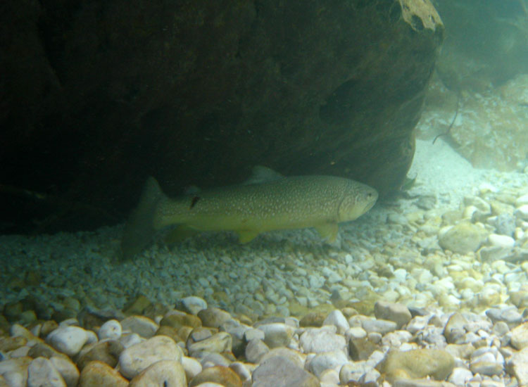 Immersione in fiume sloveno: trota marmorata ed altro...
